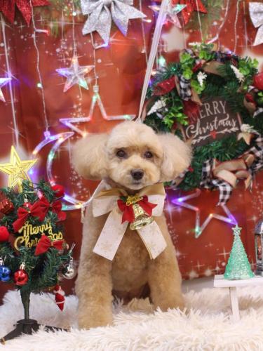 20231207モンチちゃん